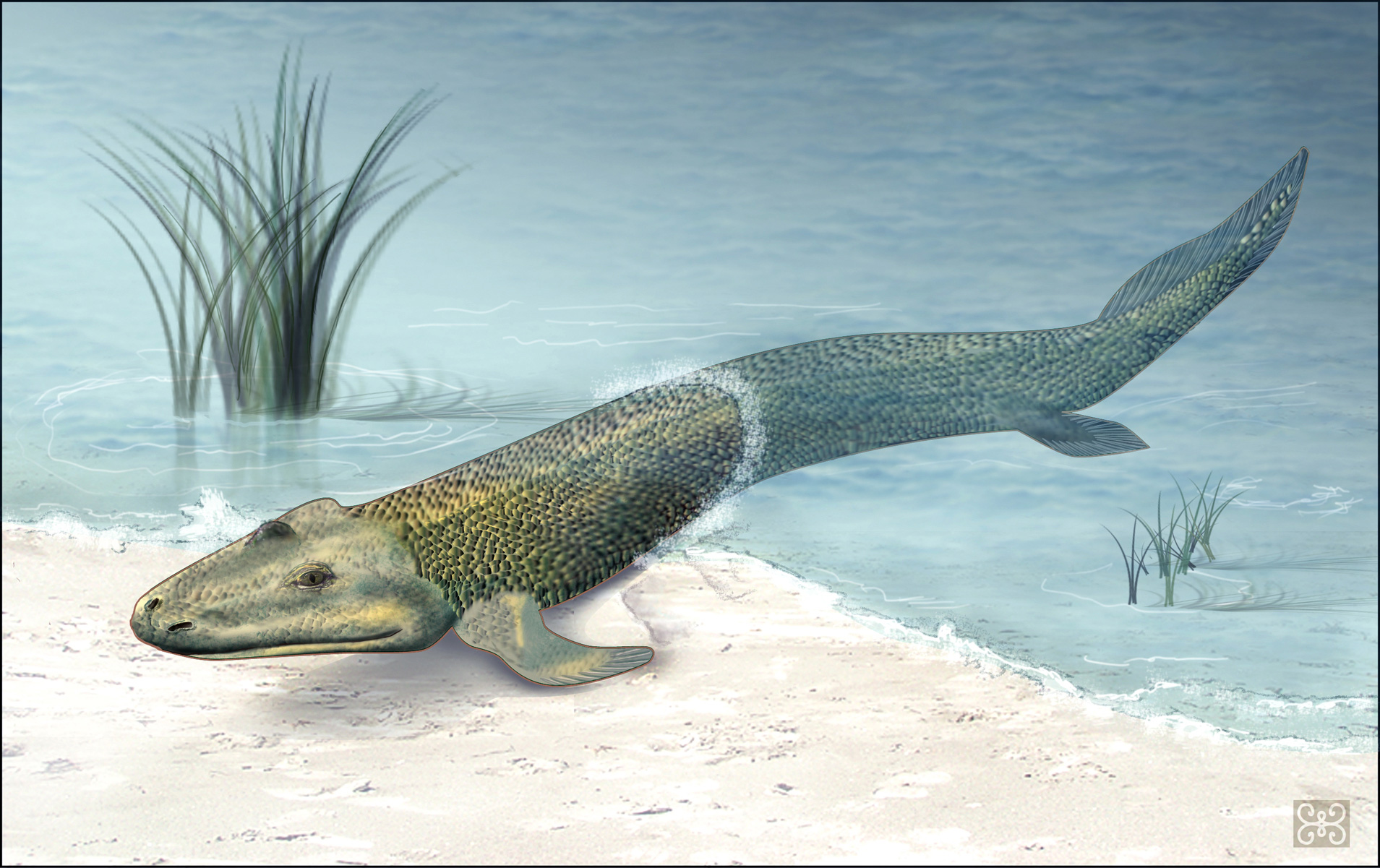 fossil_fish1_h