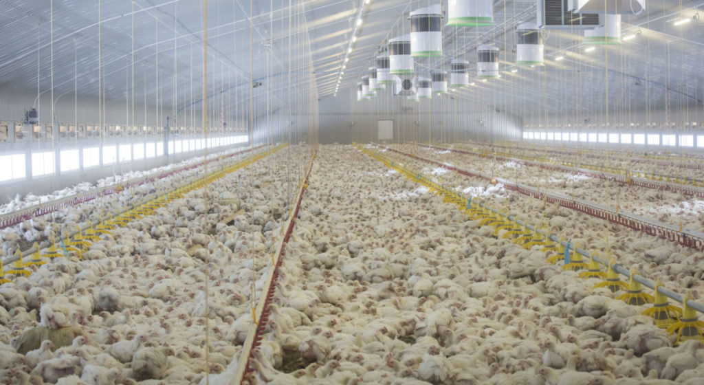inside-the-intensive-chicken-farm-1