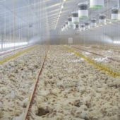 inside-the-intensive-chicken-farm-1