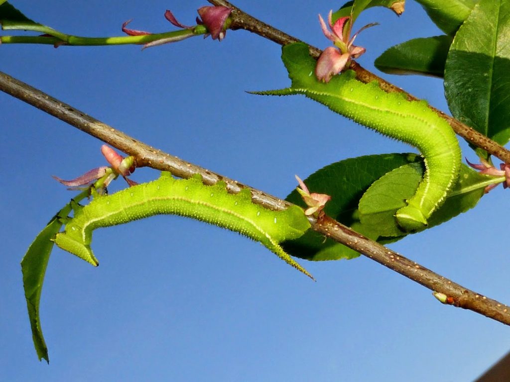p1120581