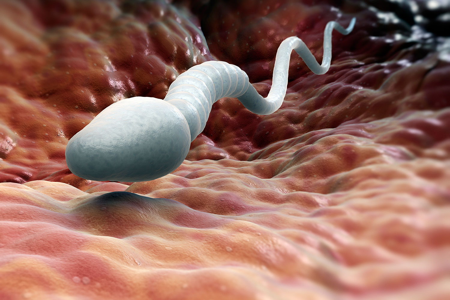 Сперматозоиды различных видов и проблемы, связанные с ними | VK