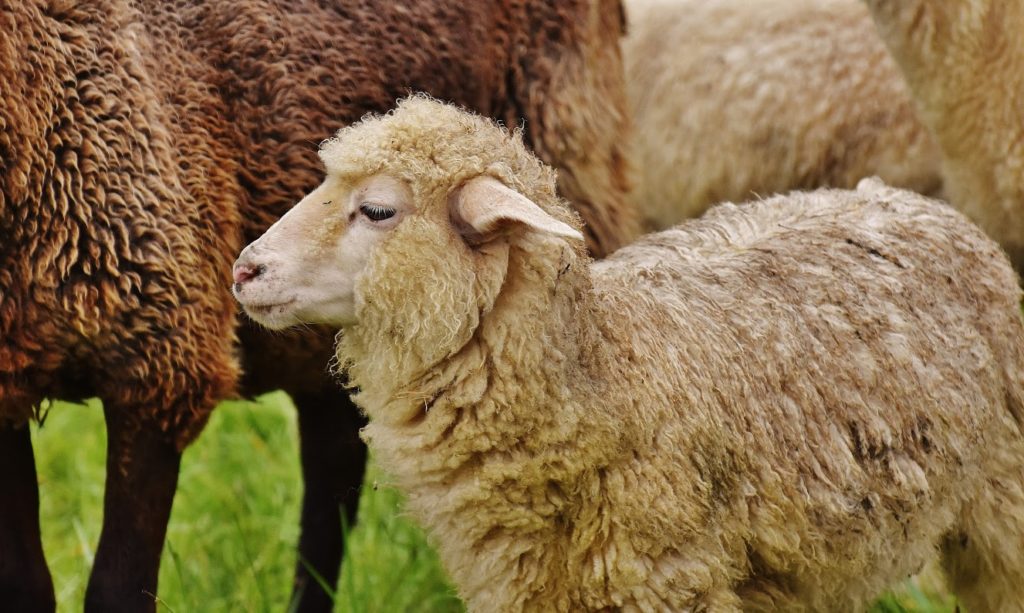 sheep-1585266