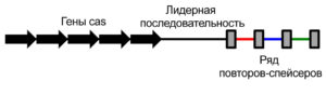 Crispr Cas