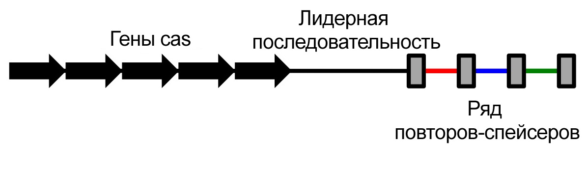  Упрощённая схема строения CRISPR / ©wikipedia 