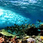 Ученые: гибель кораллов приведет к увеличению волн в океане