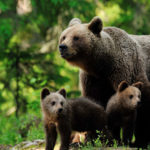 Поведение людей повлияло на воспитание медвежат в дикой природе