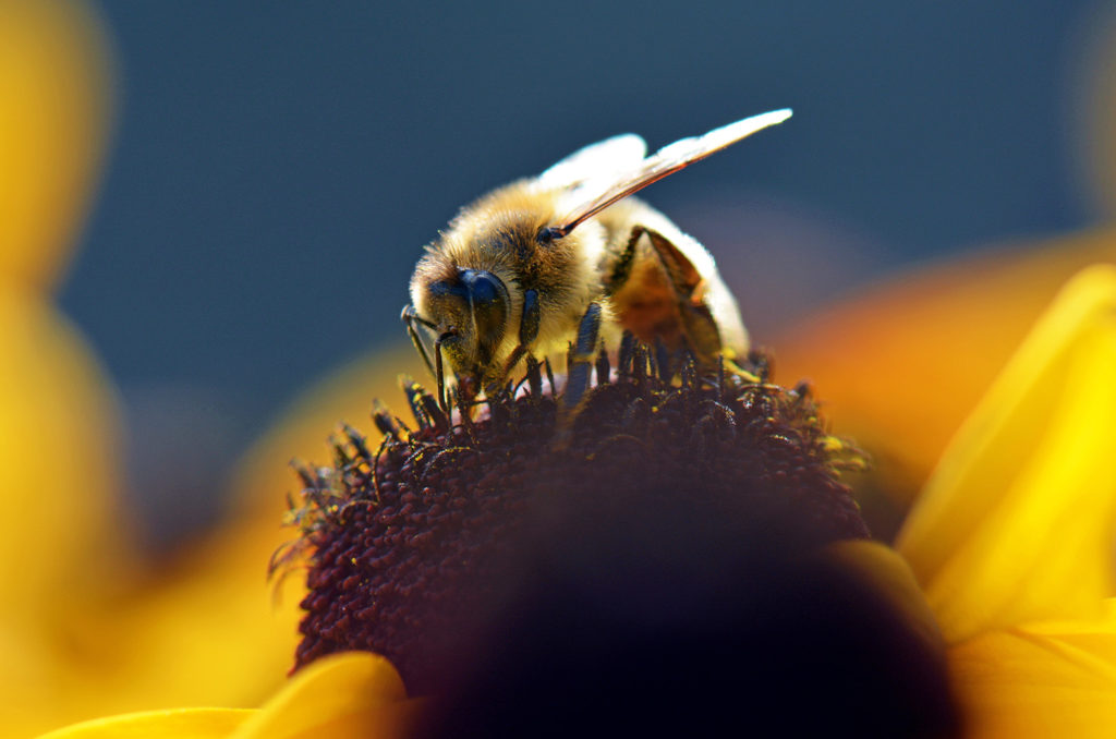bee0