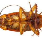 Процветание тараканов связали с их длинным геномом