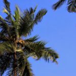 Климатологи спрогнозировали значительный сдвиг «места обитания» пальм на север из-за глобального потепления
