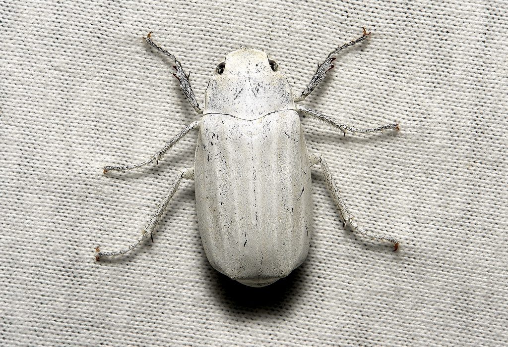 white0