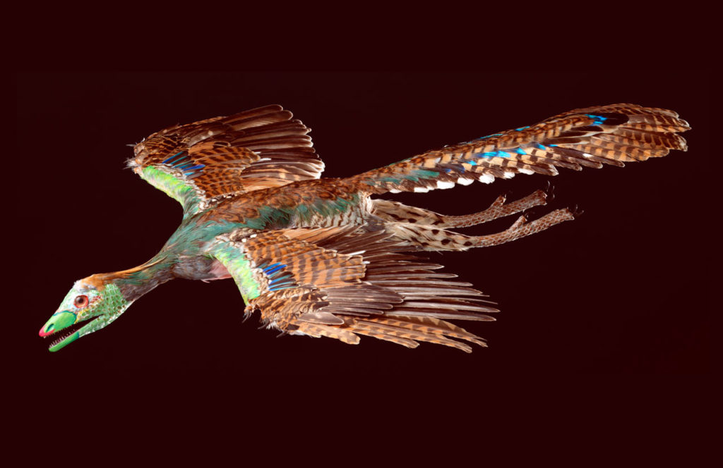 wings0