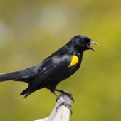 yellow-shouldered-blackbird-541343_960_720