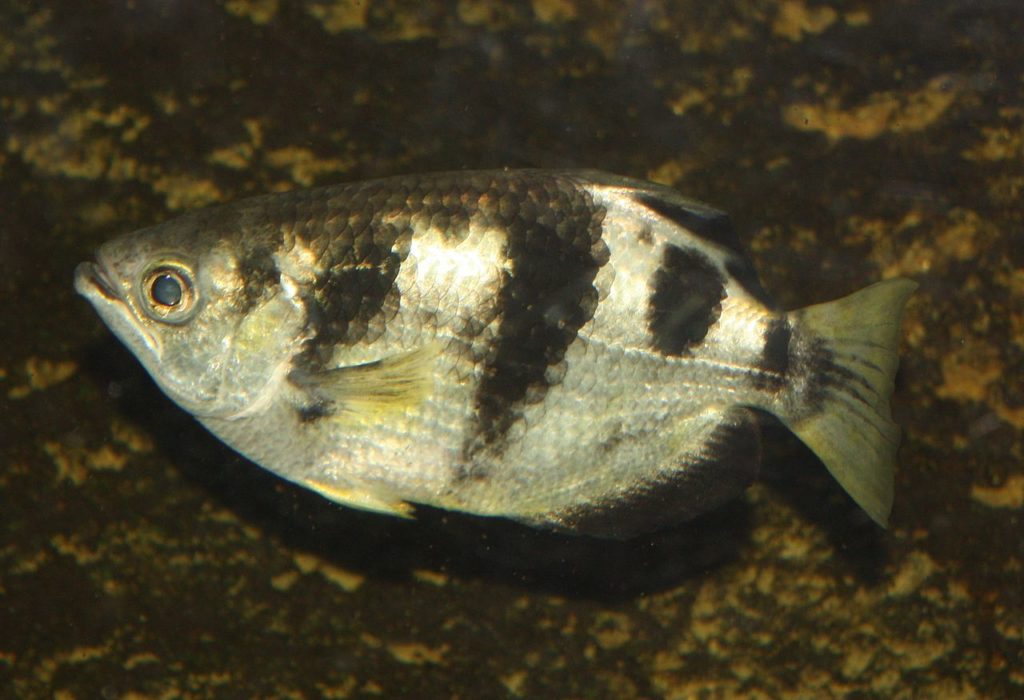 1280px-archerfish01