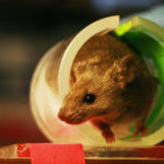 Биологи нашли в мозге мыши долгоживущие белки, которые могут приоткрыть тайну хранения памяти