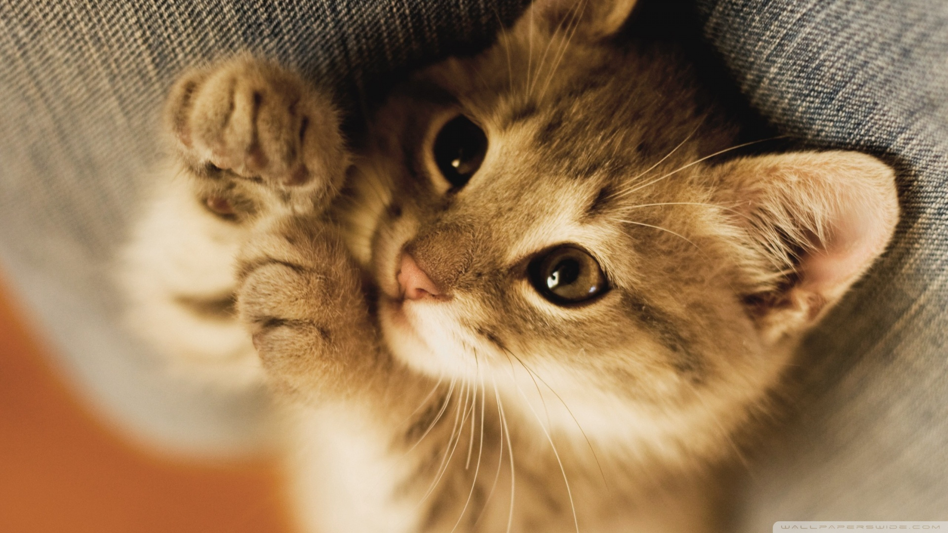 Маленький милый котенок: подборка картинок