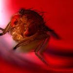 Генетики вывели мух, которые эякулируют в красном свете