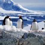 Ученые установили, что разрушает подводные льды Антарктики