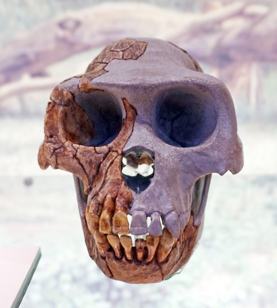 ardipithecus_ramidus