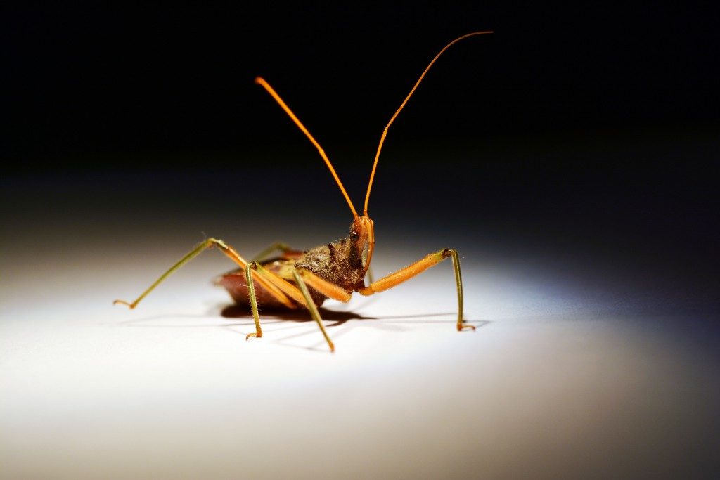 assassin-bug-1-1024x683