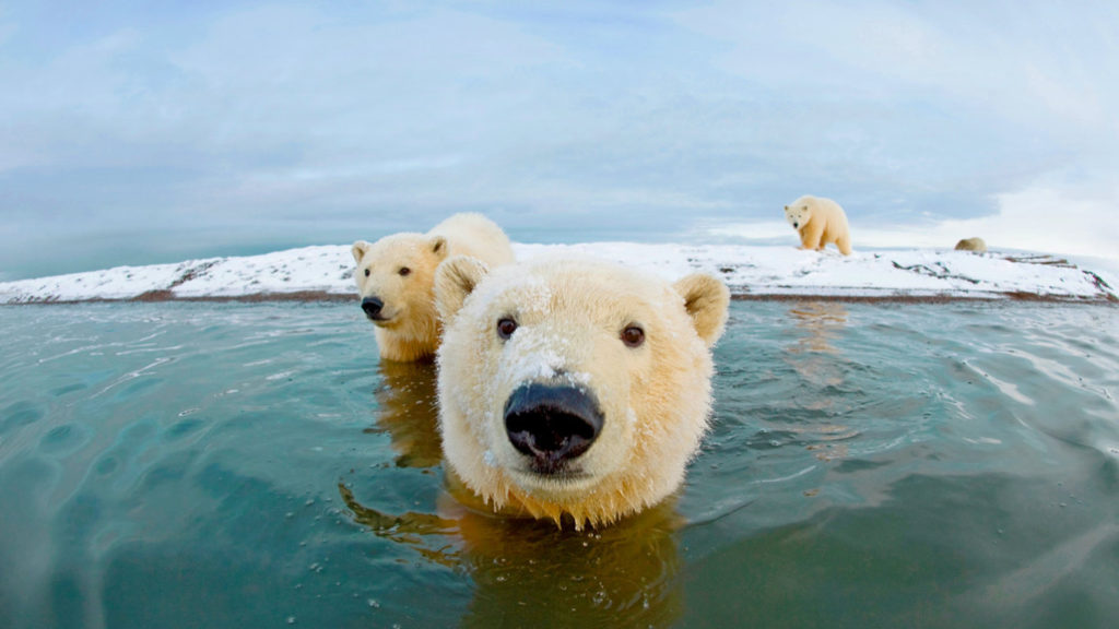 bear