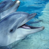 dolphin56