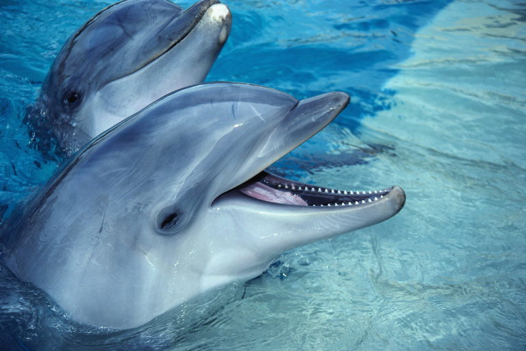 dolphin56