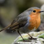 Ученые нашли «биокомпас» в птичьих глазах