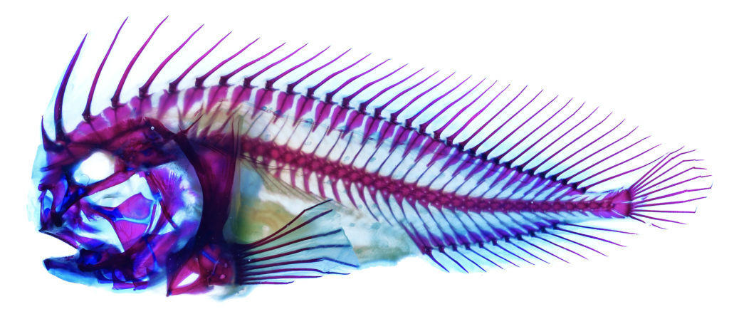 fish0