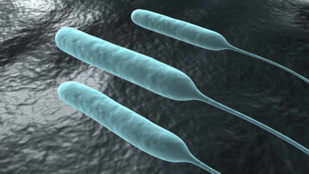 pseudomonas_aeruginosa_04