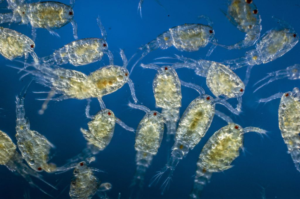 zooplankton-492849299-5ab3f902642dca0036e3f2f3