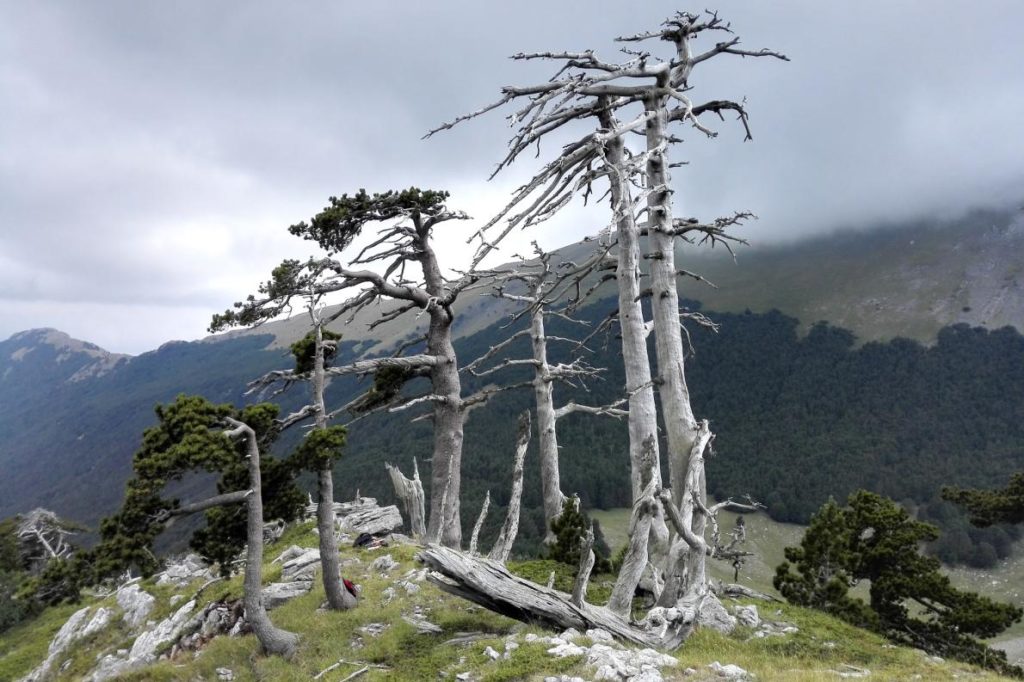 01_europe_oldest_tree_img_20160727_131319