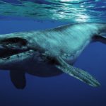 У древних усатых китов были зубы