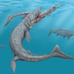 Останки юрского периода показали, как древние крокодилы эволюционировали в дельфиноподобных