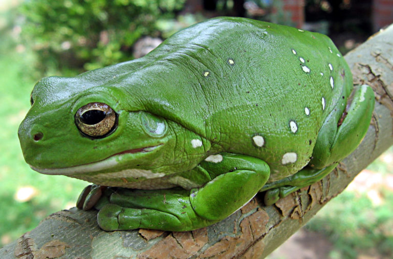 australian_green_tree_frog