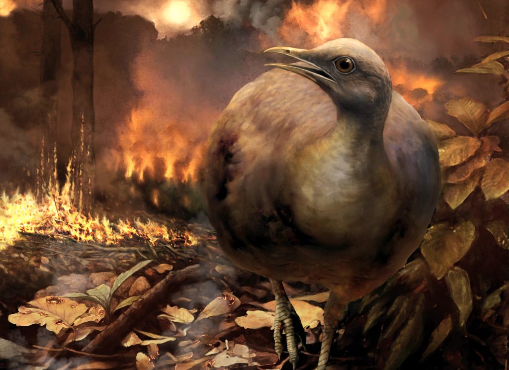 bird0