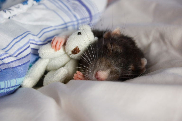 funny-mouse-sleeping-with-teddy