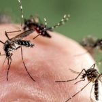 Ученые показали воздействие комариной слюны на иммунитет