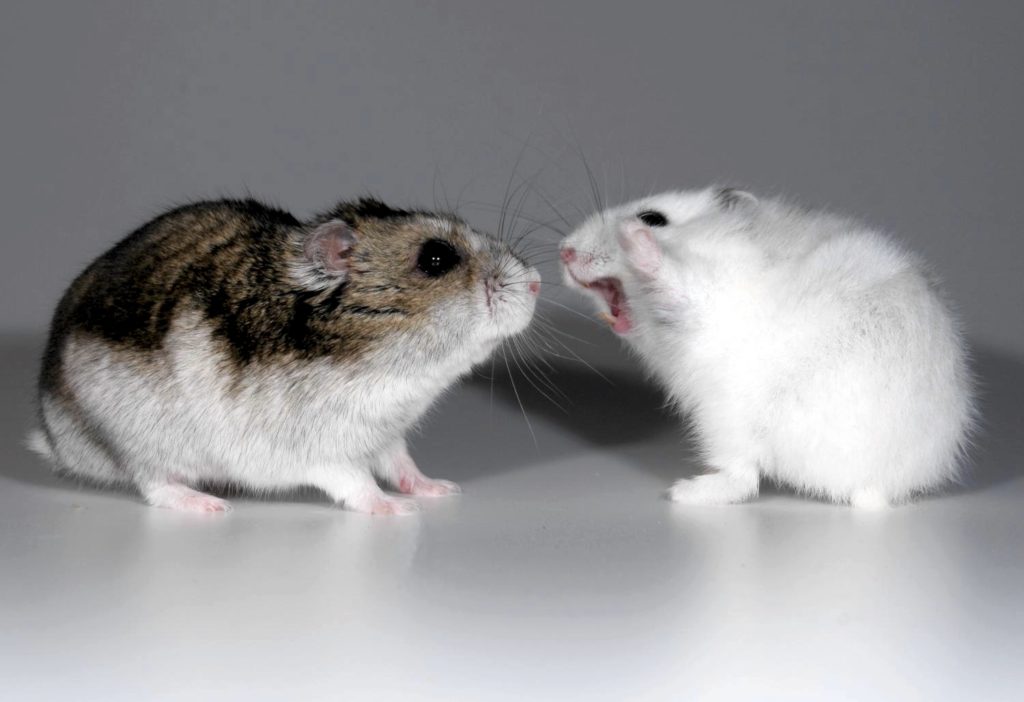 mice0