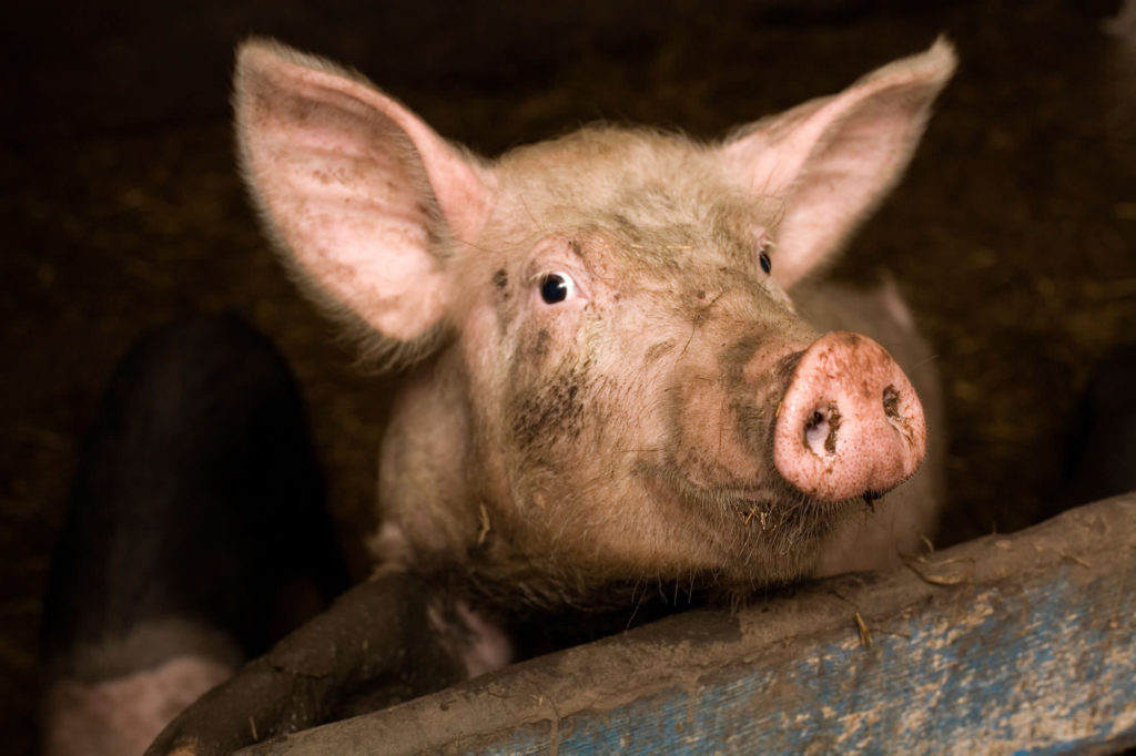 pig-looking-over-wooden-fencing