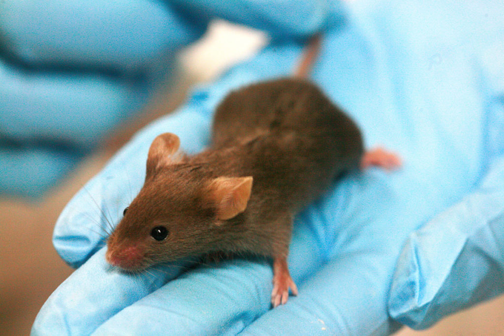 scitech_-_mouse_wiki