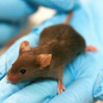 Ученые нашли «выключатель» страха в мозге мышей