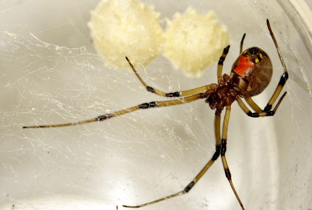 spider0