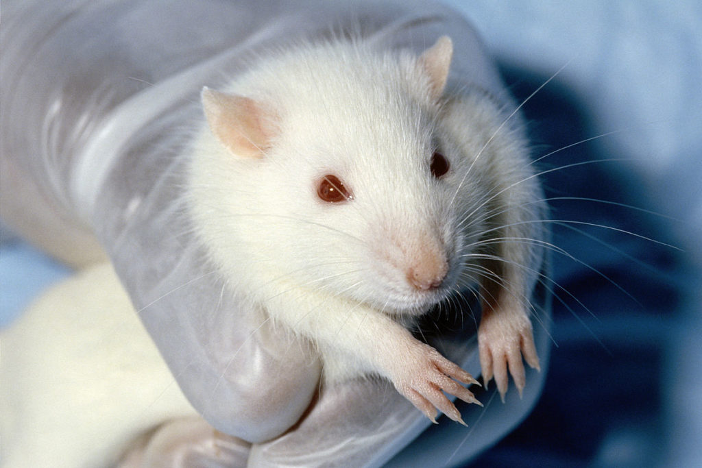 1200px-wistar_rat