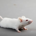 Лабораторные нейроны восстановили дыхание мышам с травмой спинного мозга