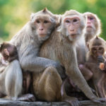 Исследование показало, что CRISPR не вызывает ненамеренных мутаций у обезьян