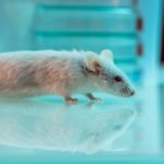 Астроциты повлияли на потерю памяти у мышей