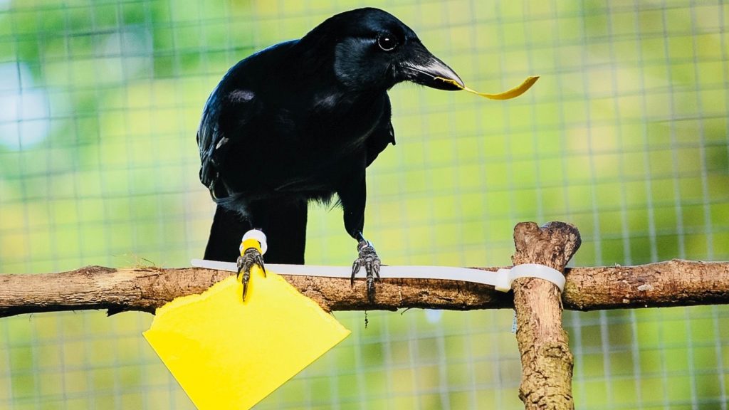 crow0