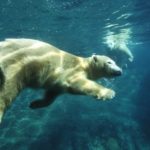 Белых медведей убьет не косолапость