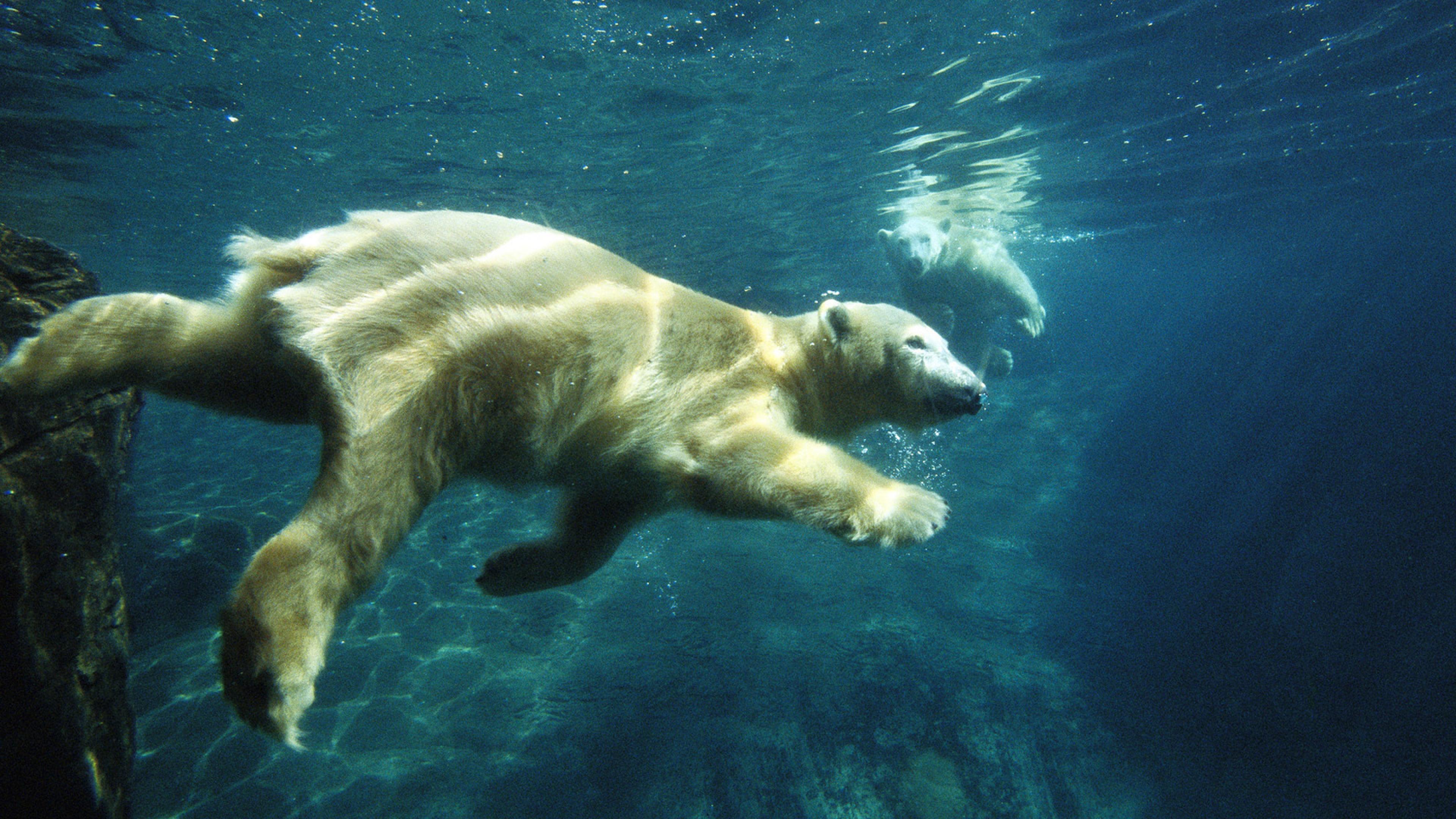 Медведь плавает скорость. Белый медведь плавает. Морской медведь. Животные под водой. Белый медведь плывет.