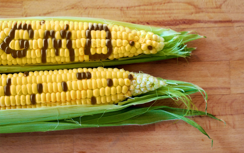 gmo-corn